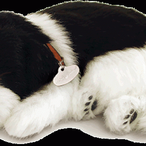Original Border Collie Perfect Petzzz - Perfect Petzzz