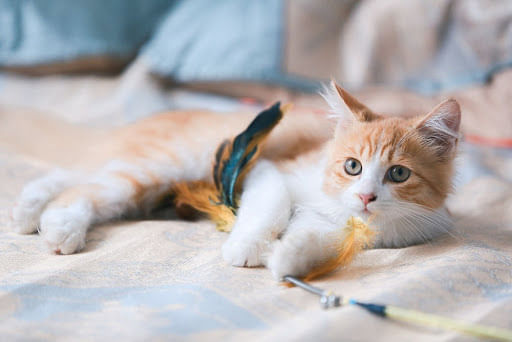 Orange tabby cat store personalities