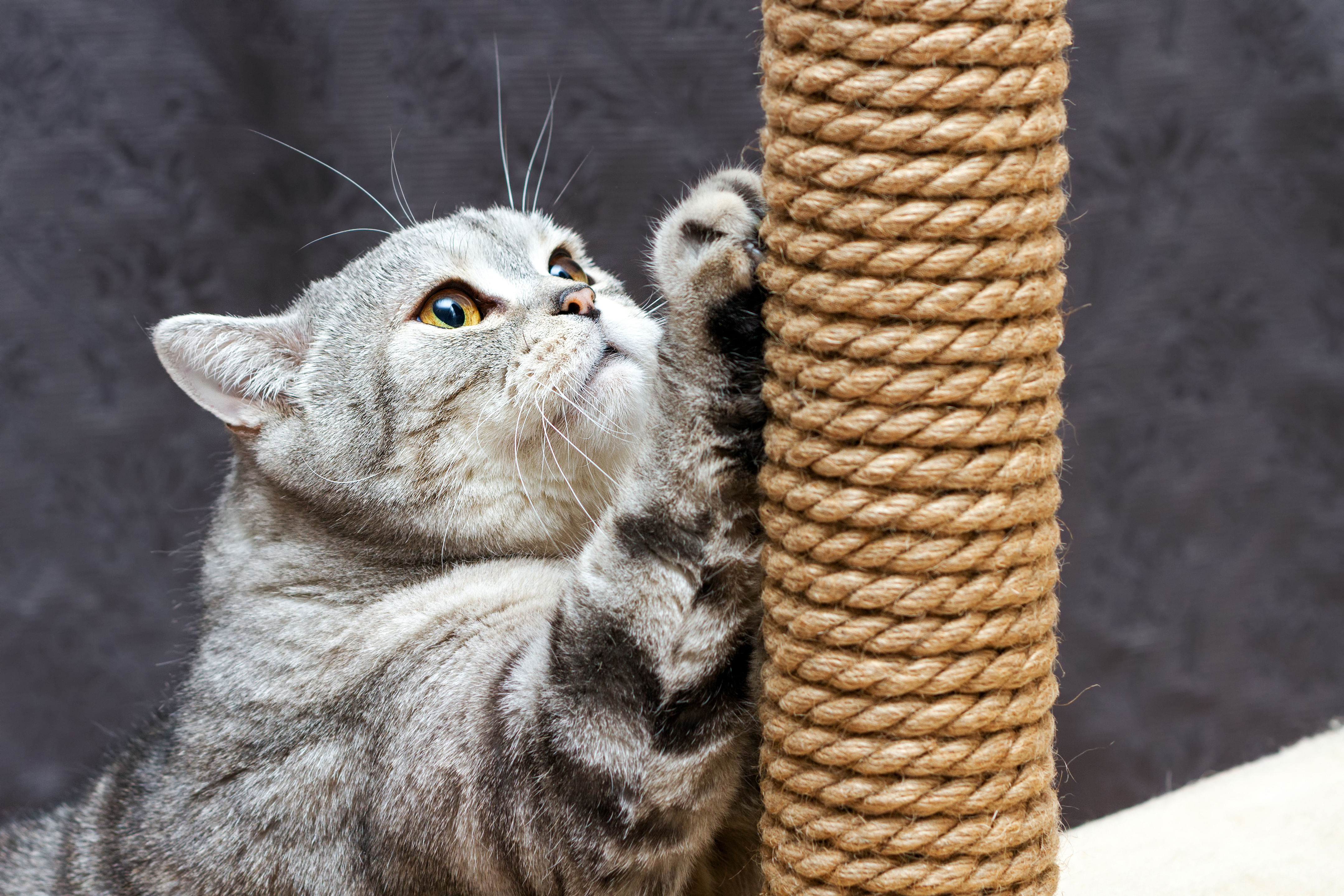 how to teach cat to scratch on scratching post
