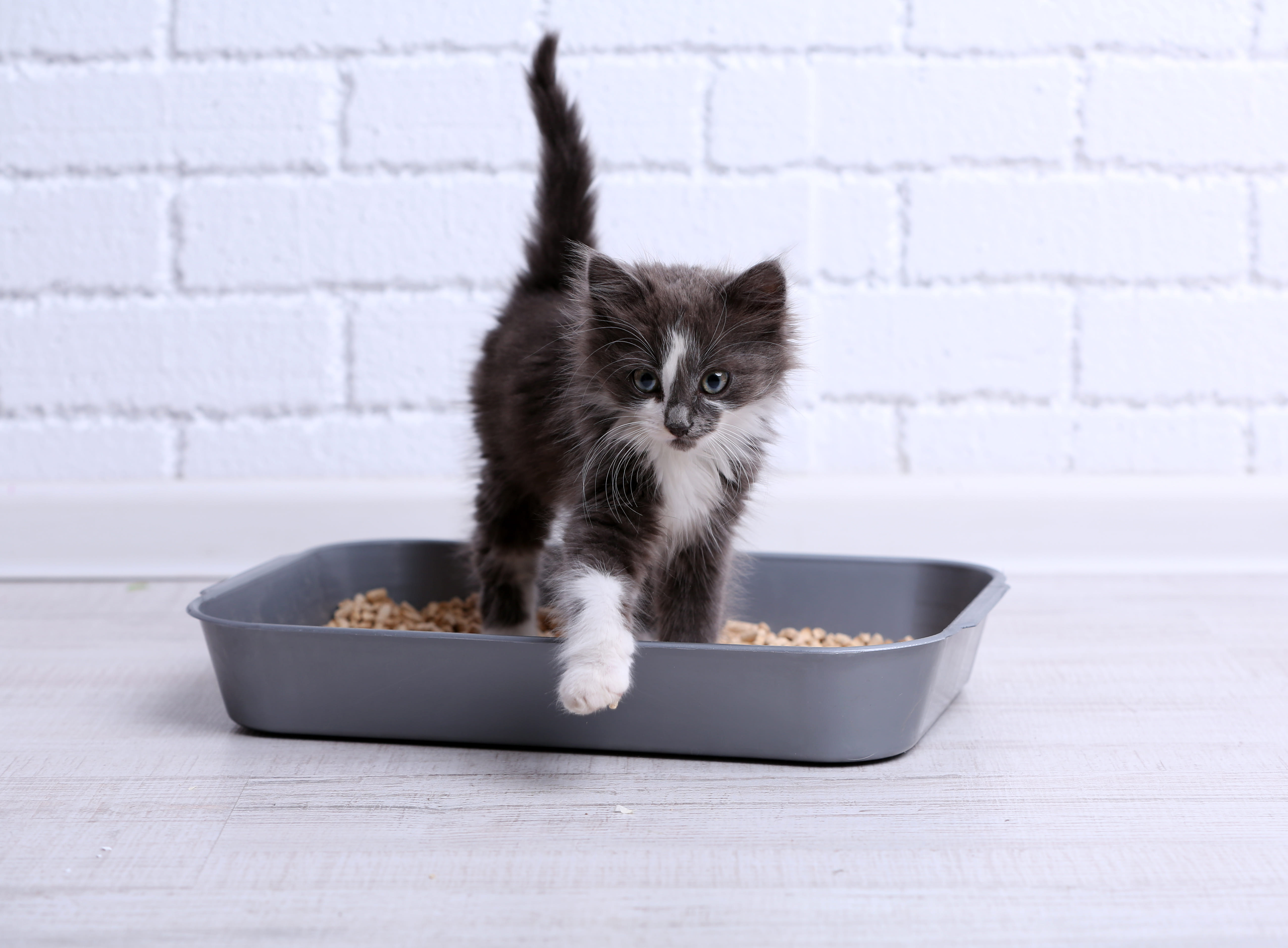 How Often Do You Need to Change Cat Litter: Ultimate Guide