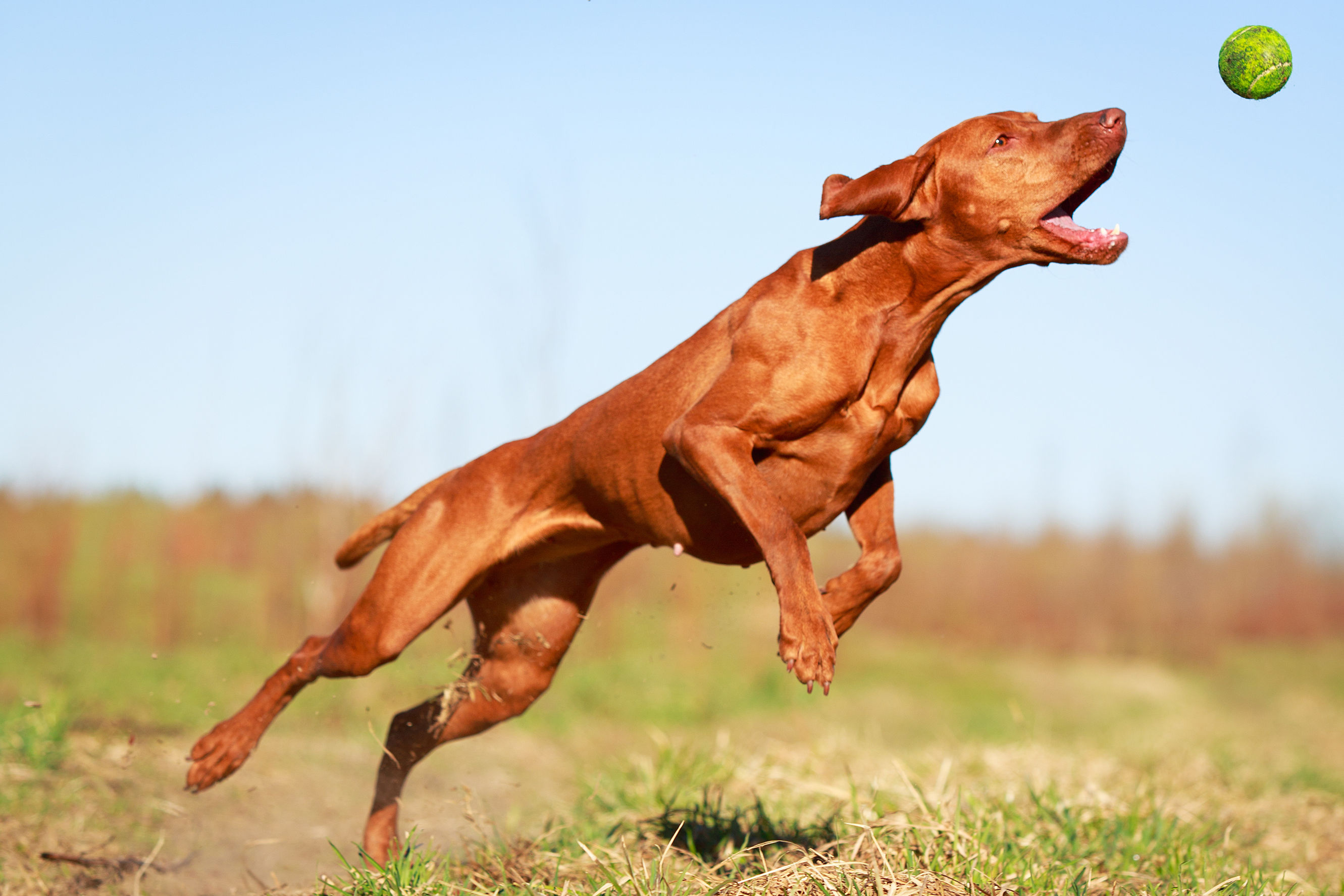 Best Dog Breeds for Training: Unleash Your Pup's Potential