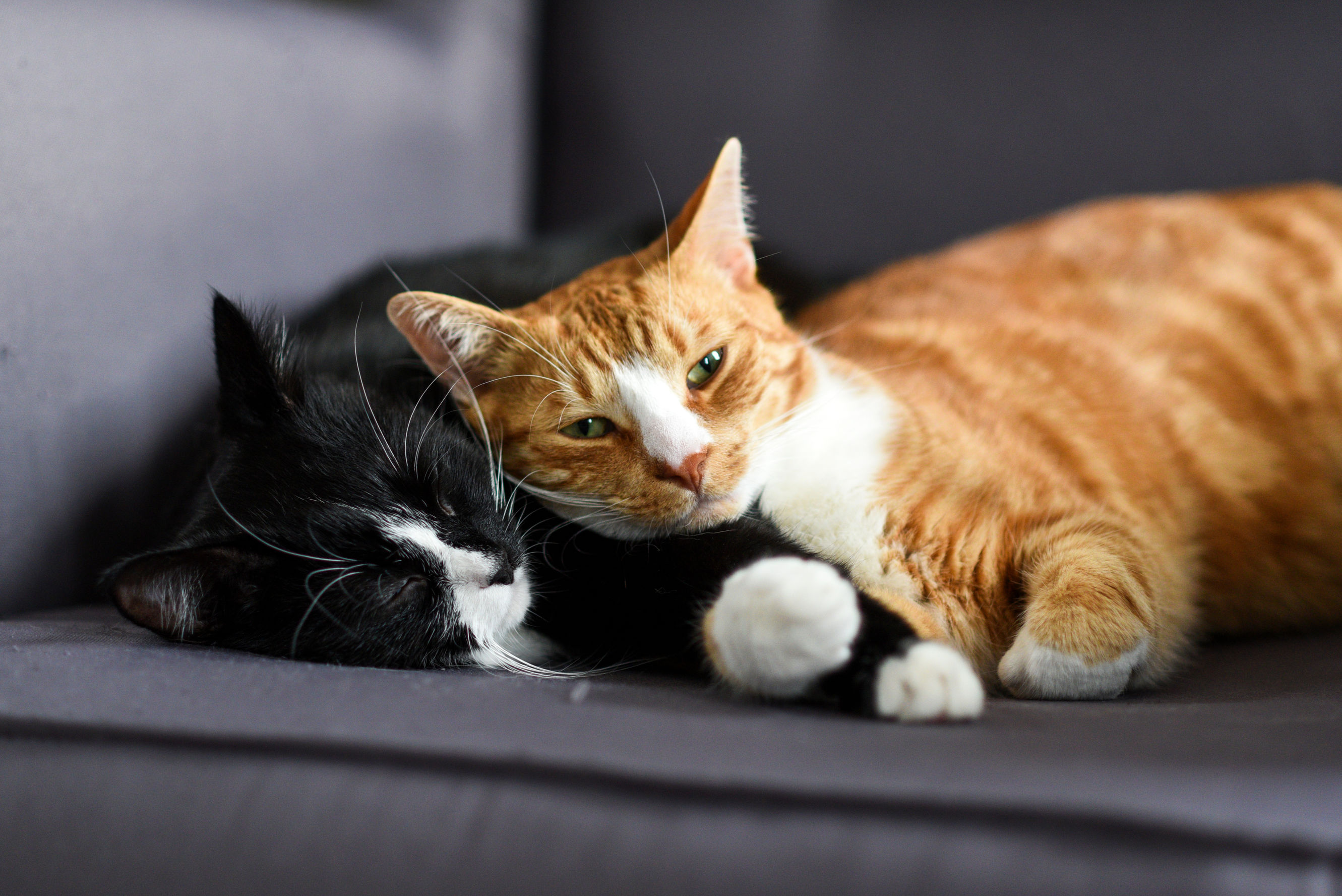 How to Introduce Two Cats: A Step-by-Step Guide for a Peaceful Transition - Perfect Petzzz
